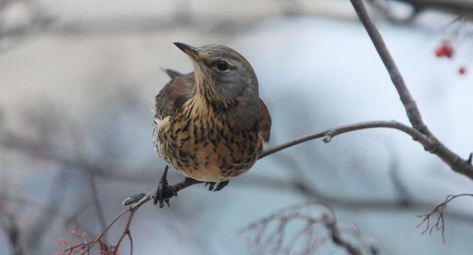    Zamir Usmanov/Global Look Press / www.globallookpress.com