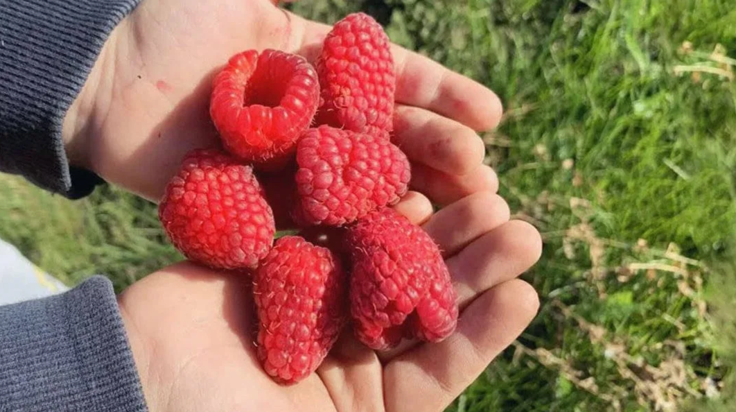 крупная малина