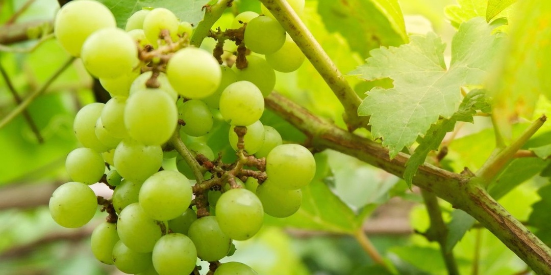 Удобрение винограда: какие удобрения лучше всего подходят для плодоношения и сроки подкормки