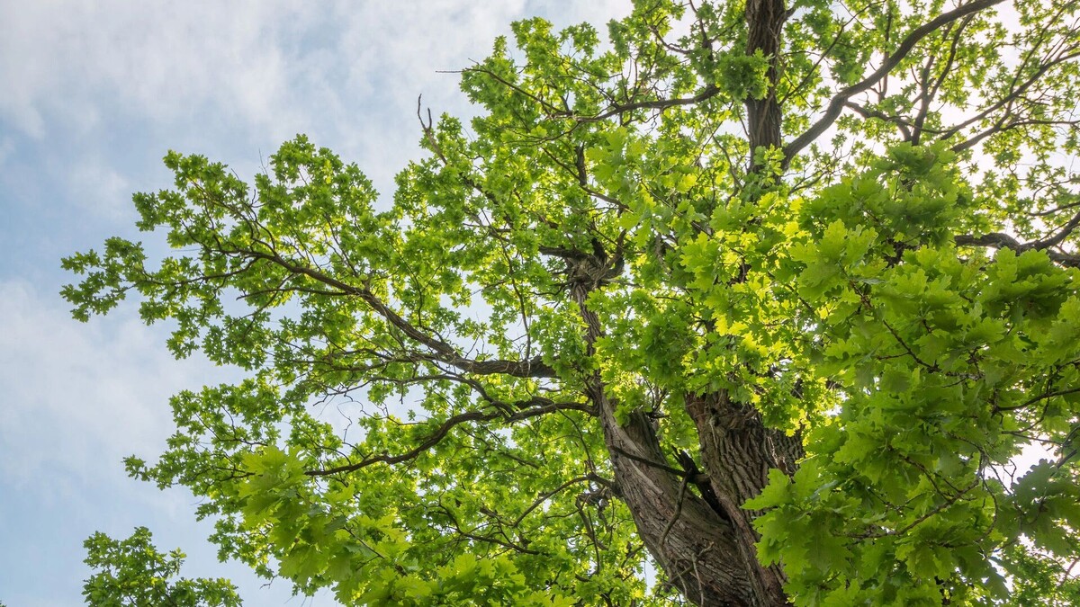     Автор: wikimedia.org