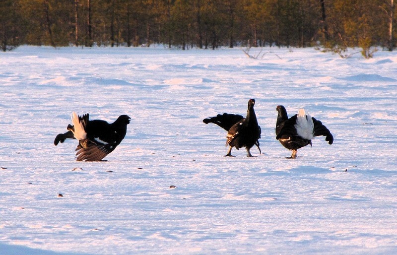От косачей летят перья