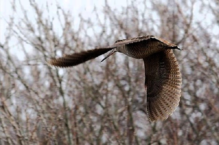 Тяга вальдшнепа