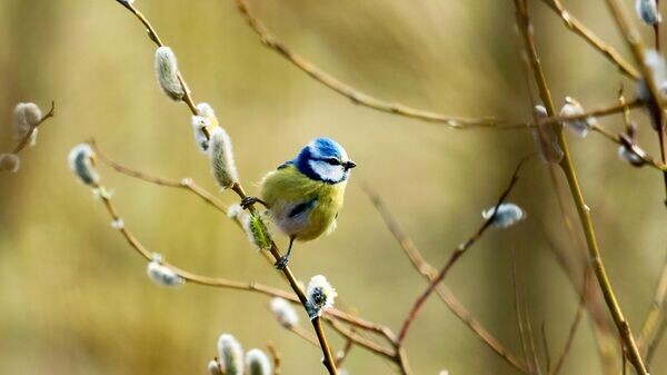    © Sputnik / Алексей Даничев