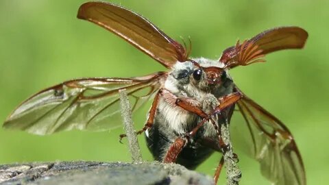 Майский жук.