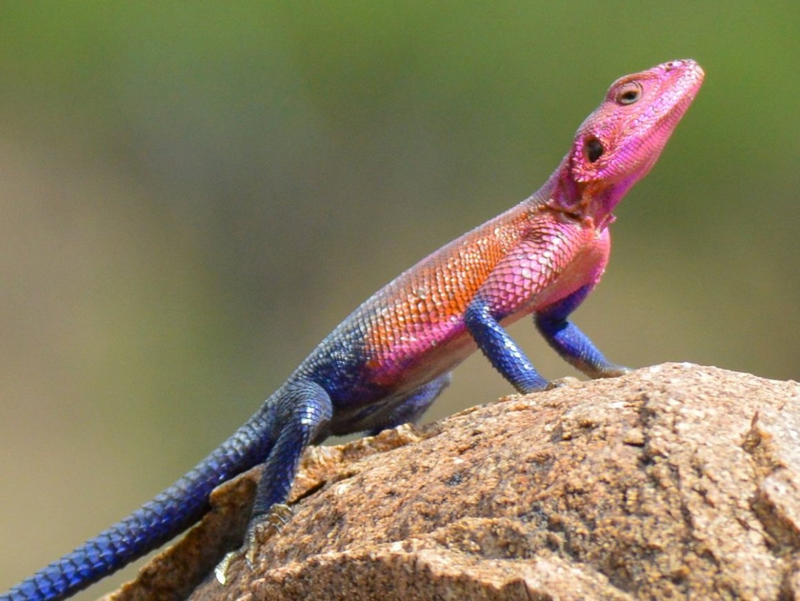 Ящерица Агама Мванза имеет окраску, как у человека-паука. И как тут спортом не заниматься?