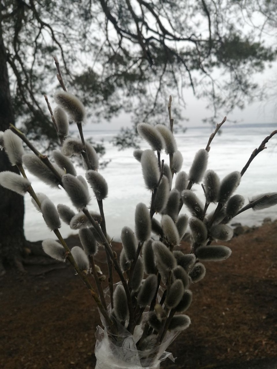 Вербы на Шарташе