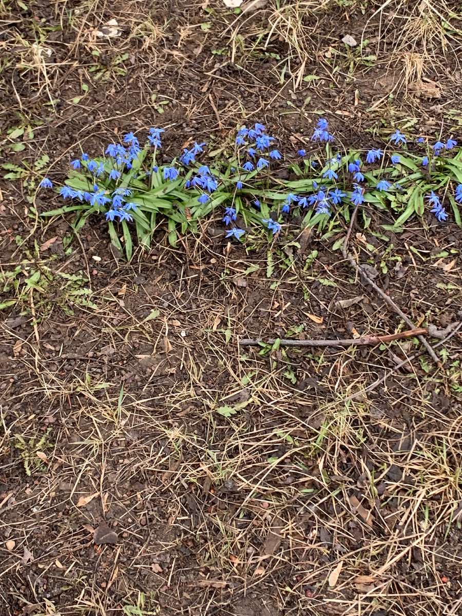 Какие же они нежные эти первоцветы🥹