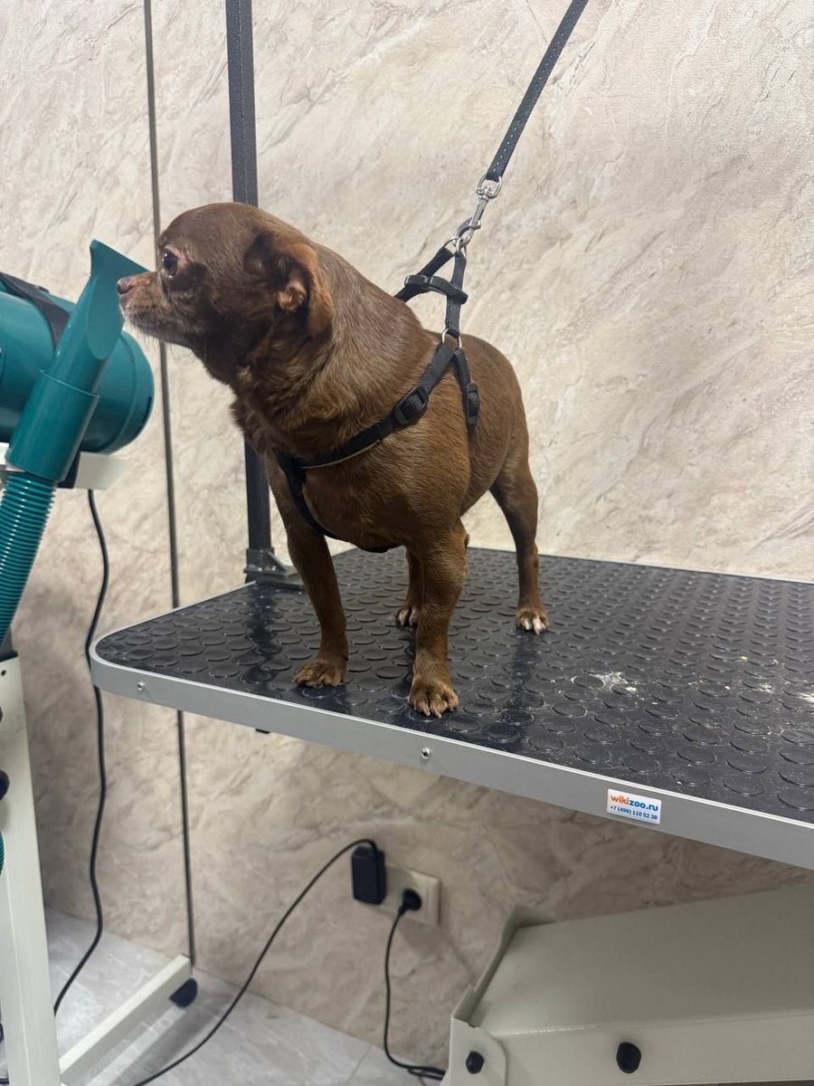 ❣Почему регулярная стрижка когтей — забота о здоровье вашего питомца?❣Когти животных, как и наши ногти, требуют постоянного внимания. Если их вовремя не подстригать, это может привести к дискомфорту, травмам и даже проблемам с опорно-двигательным аппаратом.  Чем опасны отросшие когти?— Деформация лап: Длинные когти меняют постановку пальцев, что влияет на походку и может вызвать воспаление суставов.  — Риск травм: Когти могут зацепиться за ковёр, мебель или одежду, что приведёт к болезненному надрыву.  — Повреждение кожи: При активных движениях питомец может случайно поцарапать себя или хозяев.  Почему лучше доверить стрижку профессионалам?Многие владельцы опасаются проводить процедуру самостоятельно из-за риска задеть кровеносный сосуд (пульпу). В нашем груминг-салоне:  — Используются специальные инструменты для точного и безопасного среза.  — Опытные мастера учитывают анатомические особенности вашего питомца.  — Процедура проходит быстро, чтобы минимизировать стресс для животного.  Как часто нужно стричь когти? Рекомендуется проводить стрижку каждые 3-4 недели. Однако срок может варьироваться в зависимости от породы, возраста и активности животного. Наши грумеры подберут индивидуальный график для вашего любимца.  Не откладывайте заботу на потом — запишитесь на процедуру в нашем салоне. Здоровые лапы — основа счастливой жизни вашего питомца!