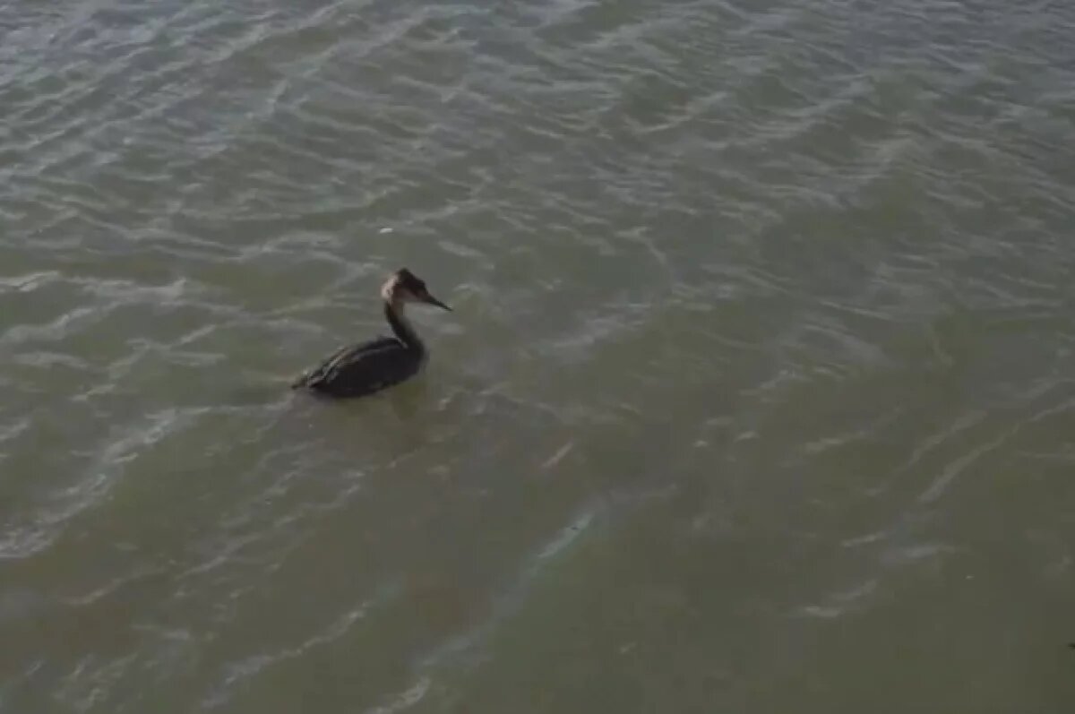    В Анапе к выпуску в природу готовят 35 пострадавших от мазута птиц