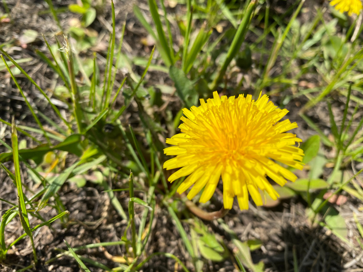 Одуванчик - самый злостный сорняк