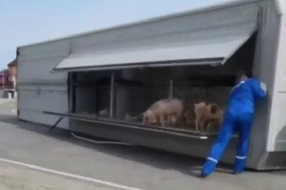    В Томской области перевернулась фура со свиньями