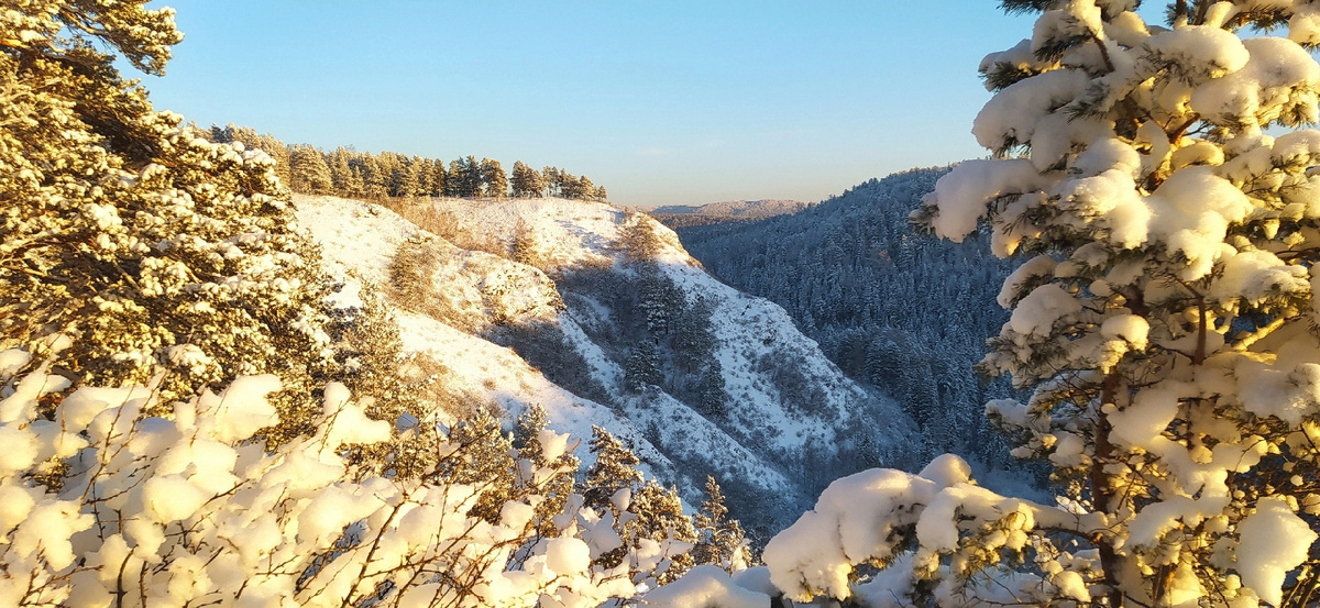 Тайга зимняя