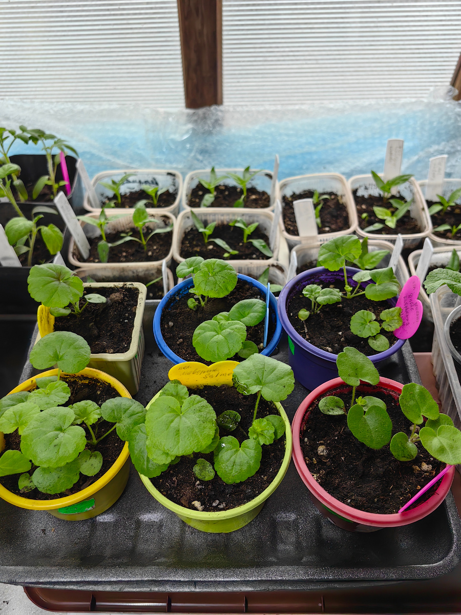 Пеларгонии радуют.