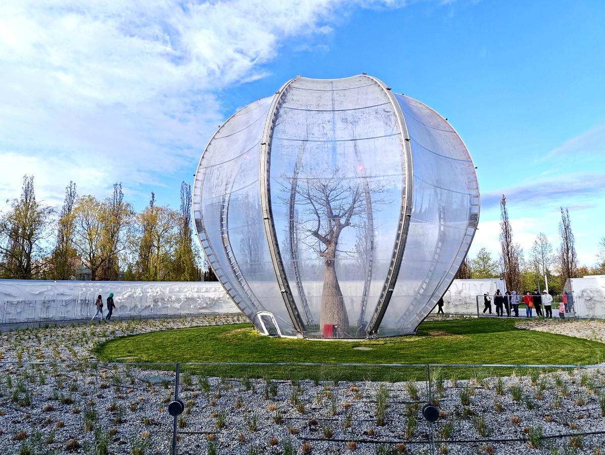 Внутри баобаб 