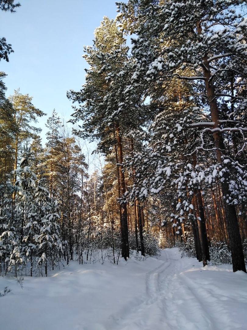 Леса по дороге в монастырь