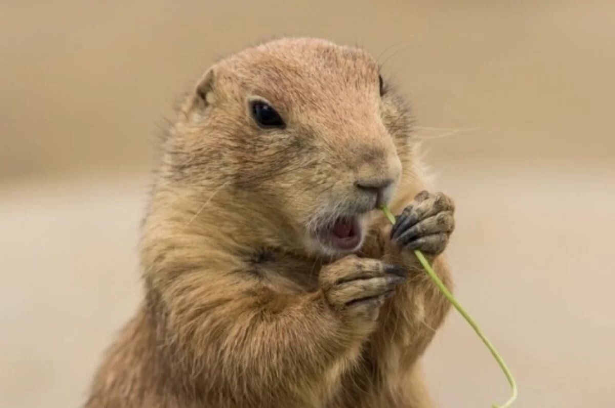    В Крыму позже обычного проснулись сурки
