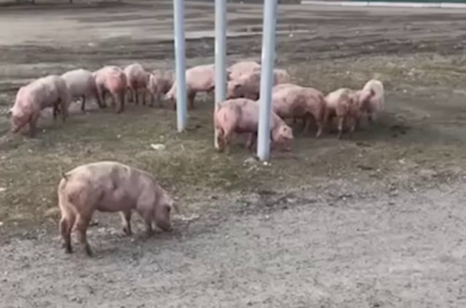     / Источник: Кадр из видео