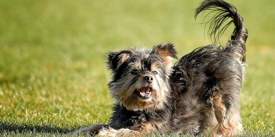 Крошка с характером гиганта: 10 фактов о йоркширских терьерах
