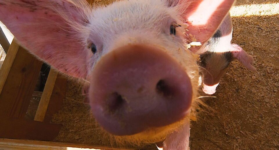    РИА «Новости»