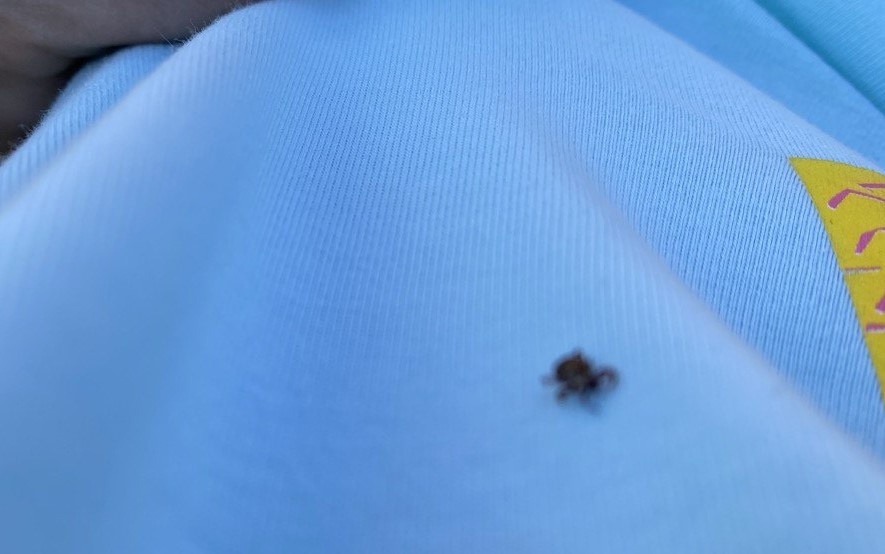 13.04.2025 клещи уже проснулись