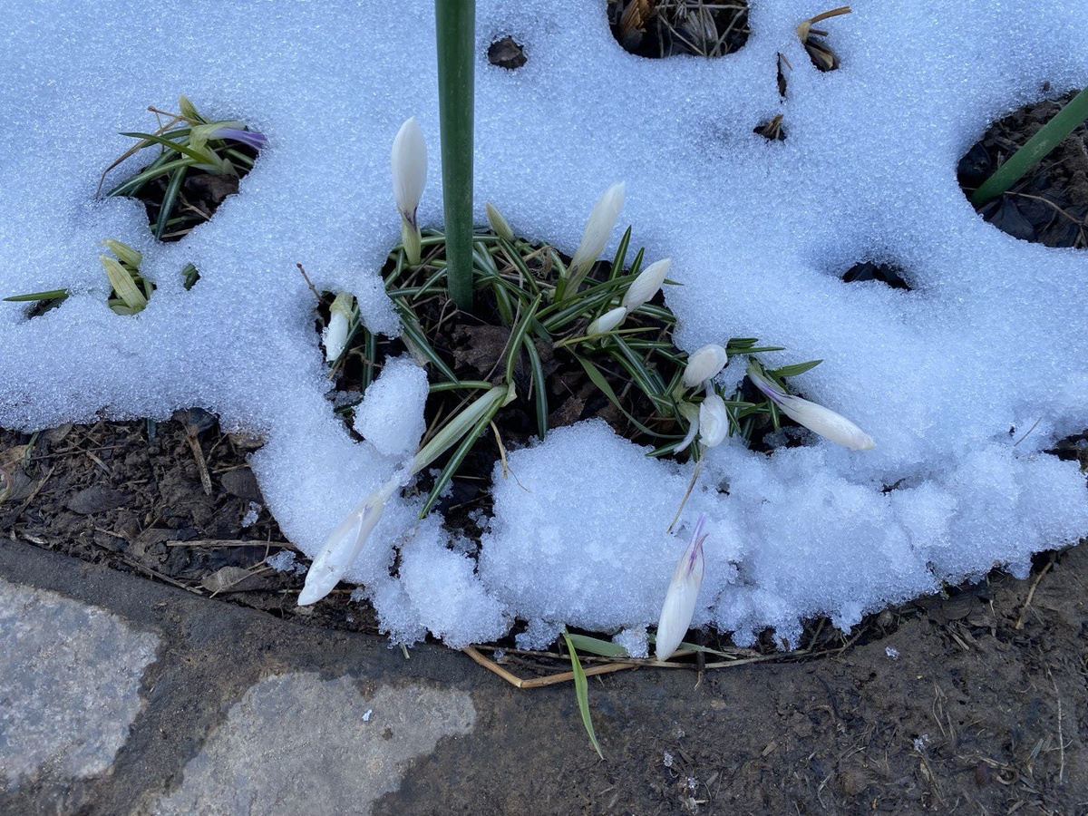 Крокусы, фото автора