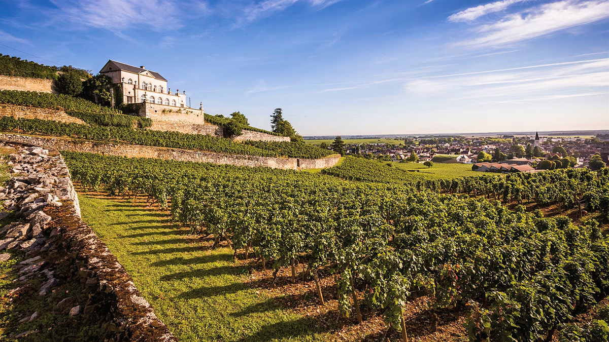 Виноградники домена Albert Bichot в Бургундии в Château Gris в Nuits-St.-Georges. Côte de Nuits, Бургундия, Франция