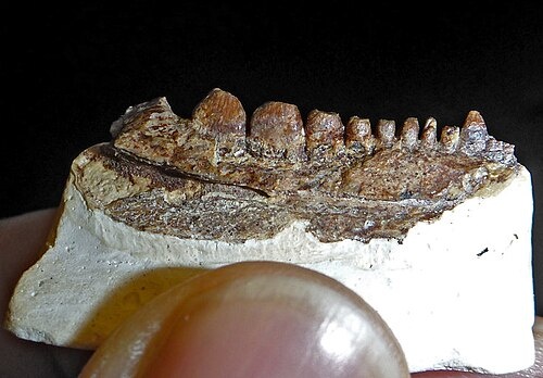 Вот собственно сама челюсть.