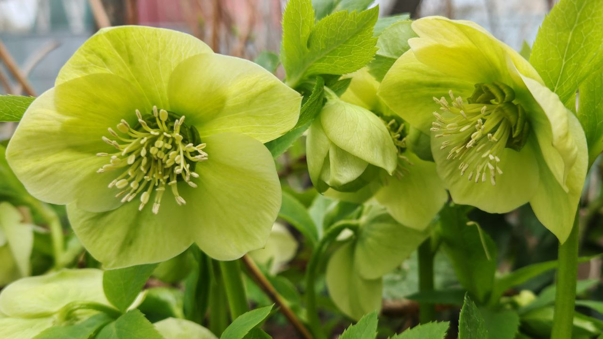 Фото автора_Морозник_цветение 2025_Мичуринск