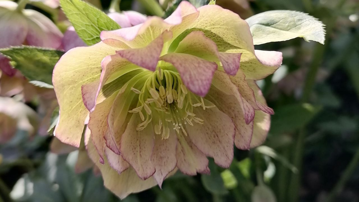 Фото автора_цветение 2024_морозник Дабл Эллен Пикоти