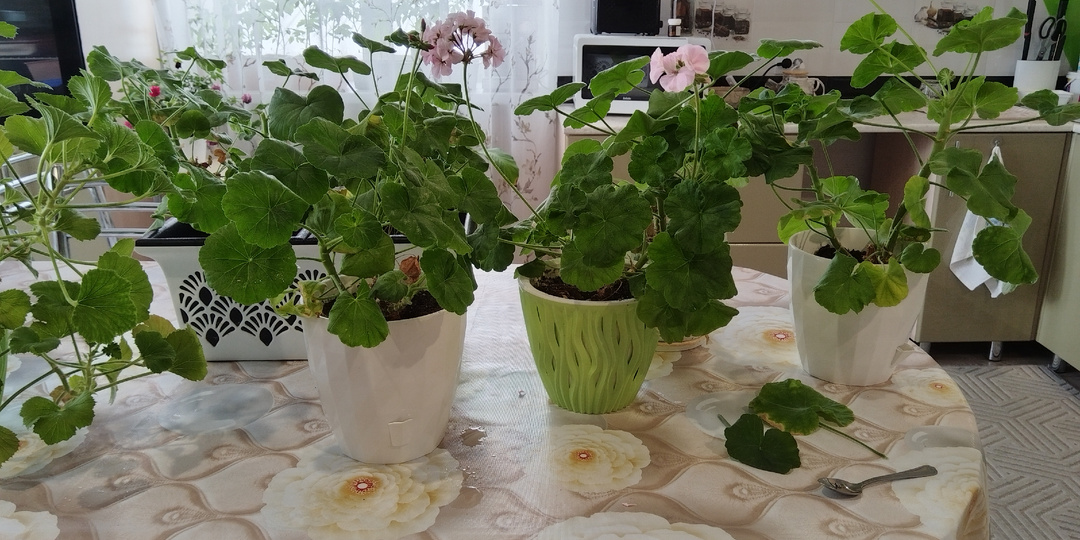 Обработка пеларгонии нашатырным спиртом