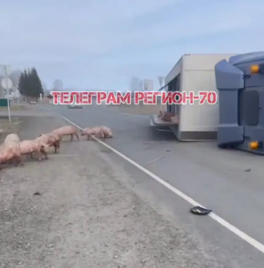    Фото: стоп-кадр видео из телеграм-канала «Регион-70 Томск»