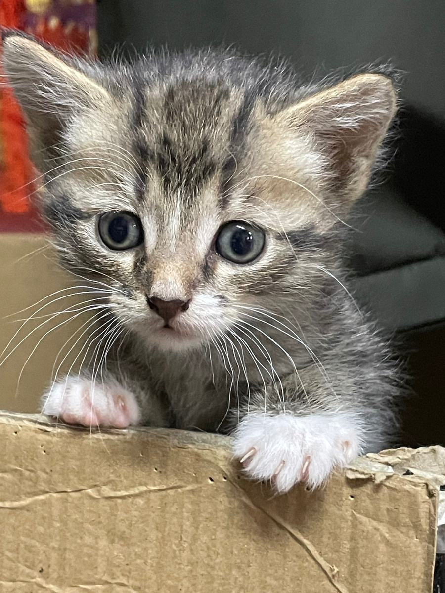 Мое настроение. Кто я? Что я? Зачем я здесь? ( фото автора)