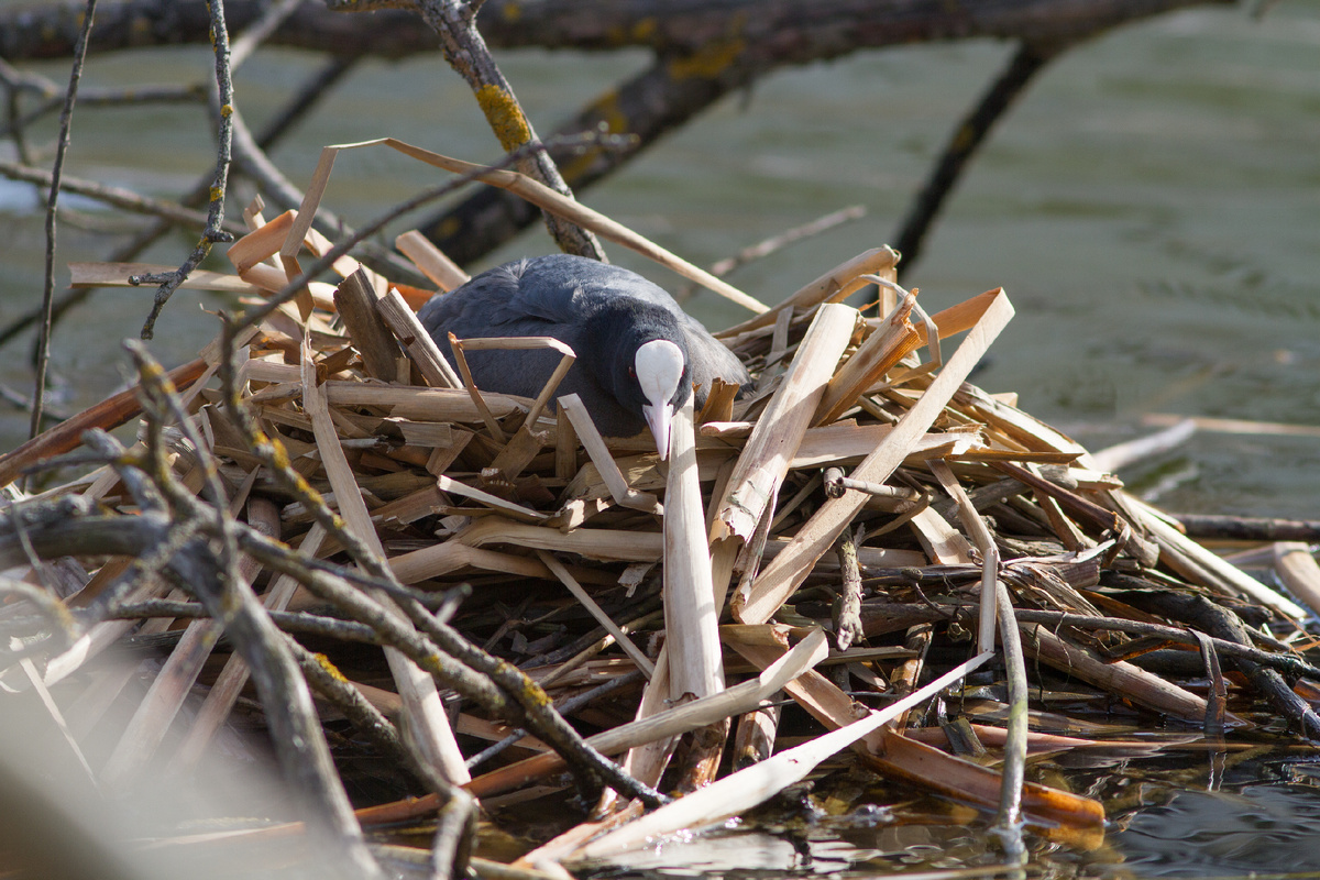Лысуха (Fulica atra) на гнезде. Московская область, Мытищи. 12.04.2025.