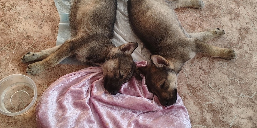 🐶💚 Спасите малышей! 🆘 Срочный сбор на лечение щенков 🙏