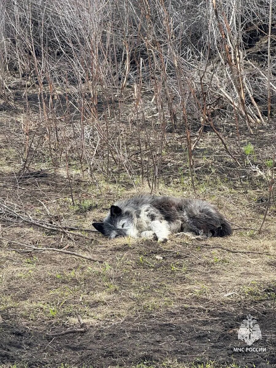   Фото: пресс-служба МЧС Башкортостана