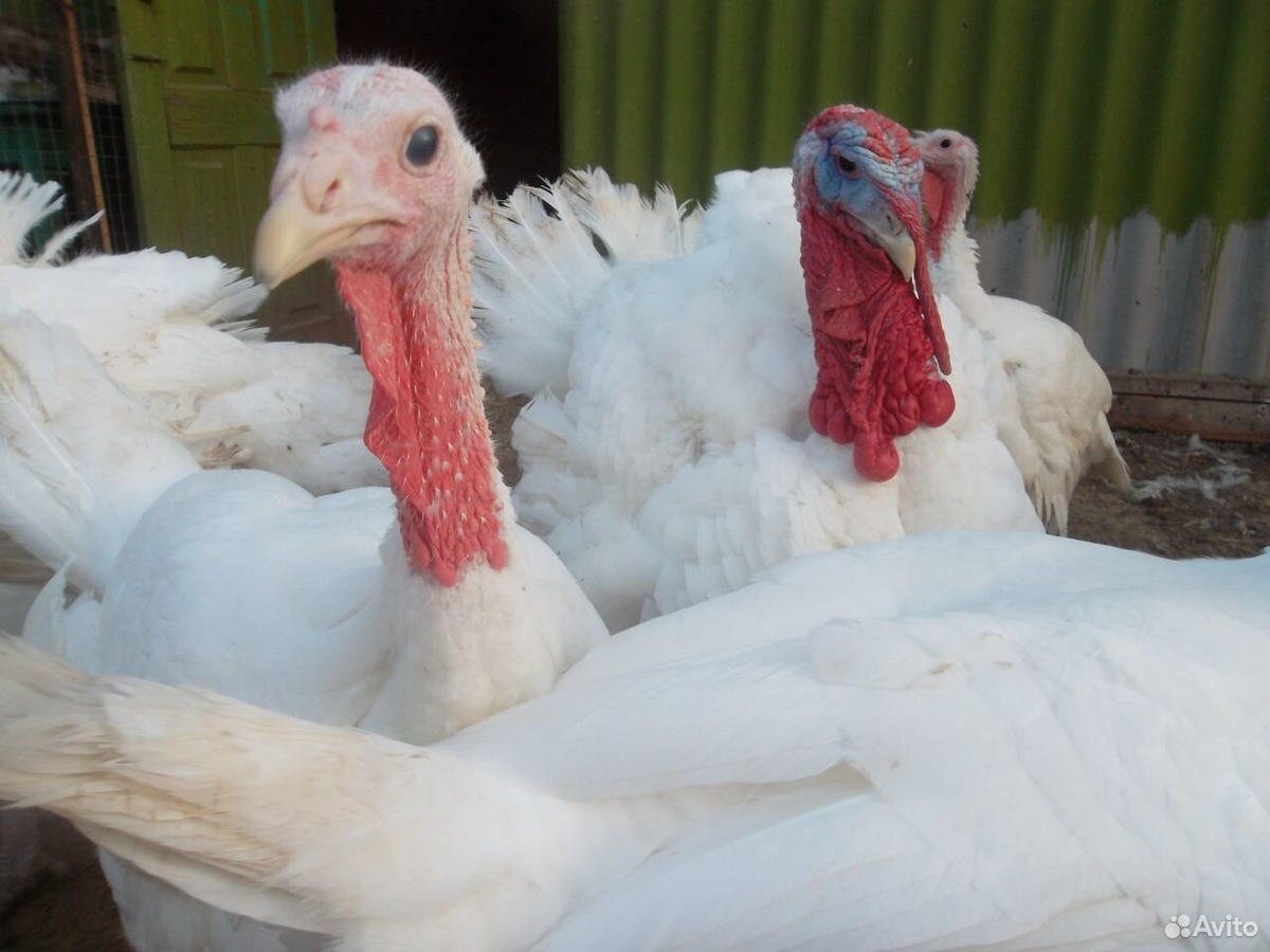 Фото взято из интернета