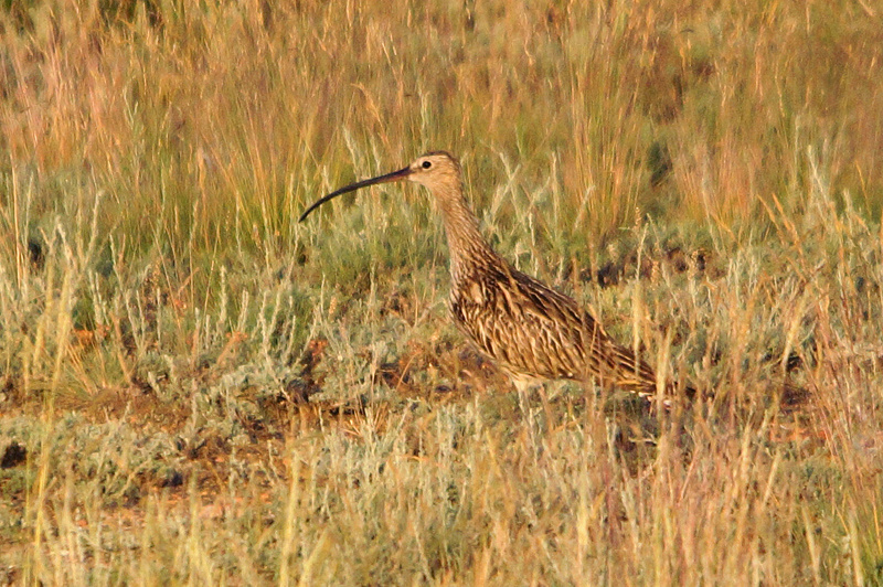Большой кроншнеп по версии "натуралиста".