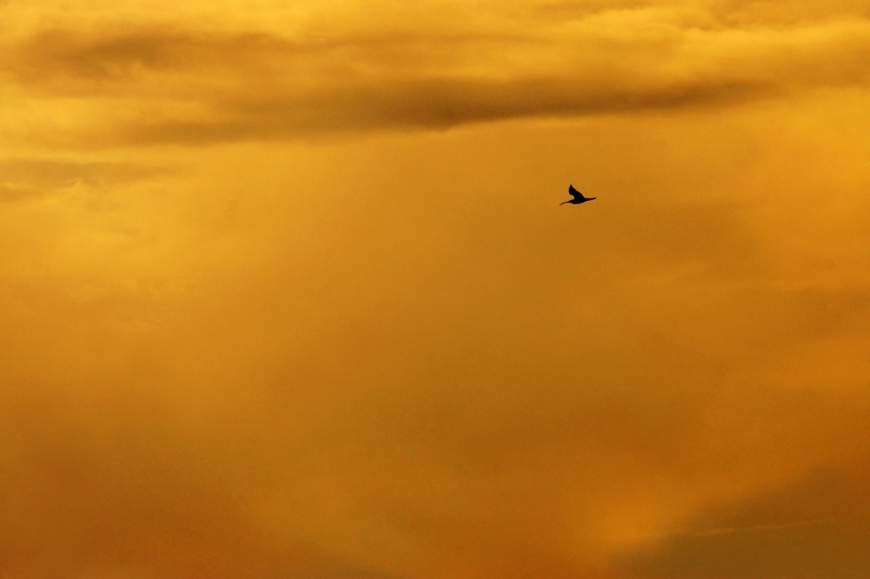 Большой кроншнеп по версии "фотографа".