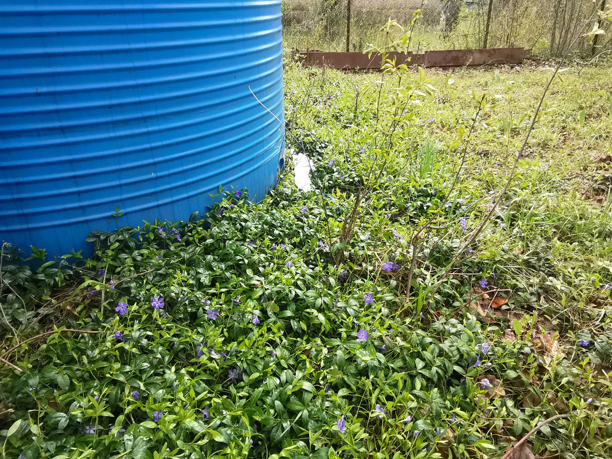 Барвинок и снежок. 