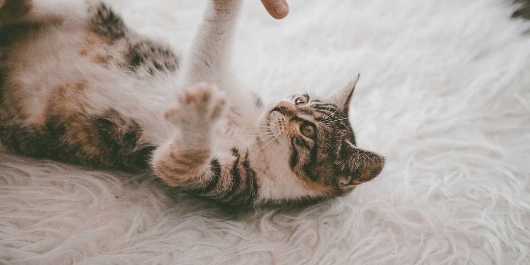 8 причин, почему кошка кусает хозяина за пальцы