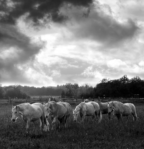 Этот снимок я сделал в Пермском краю, где был ещё недавно знаменитый конный завод, растивший знаменитых рысаков орловской породы. Всё это было и теперь нет ничего.