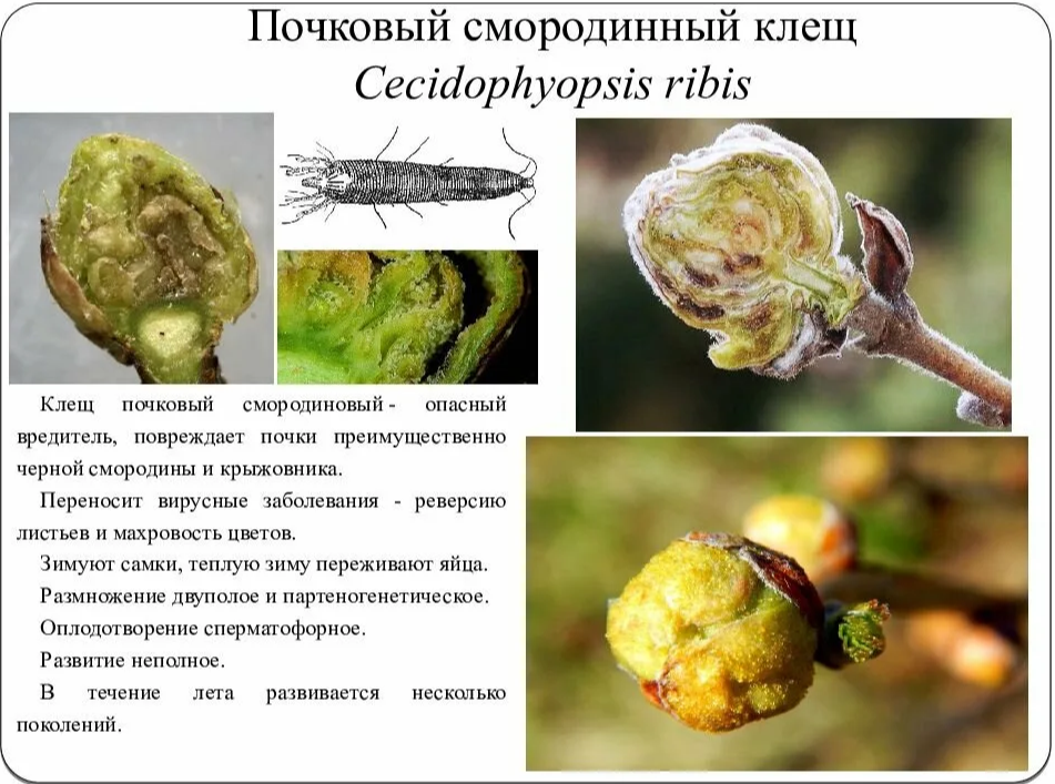 Почковый клещ (Cecidophyopsis ribis)