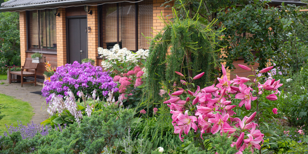 Сад для начинающих: что посадить, чтобы меньше ухаживать (Часть 1)