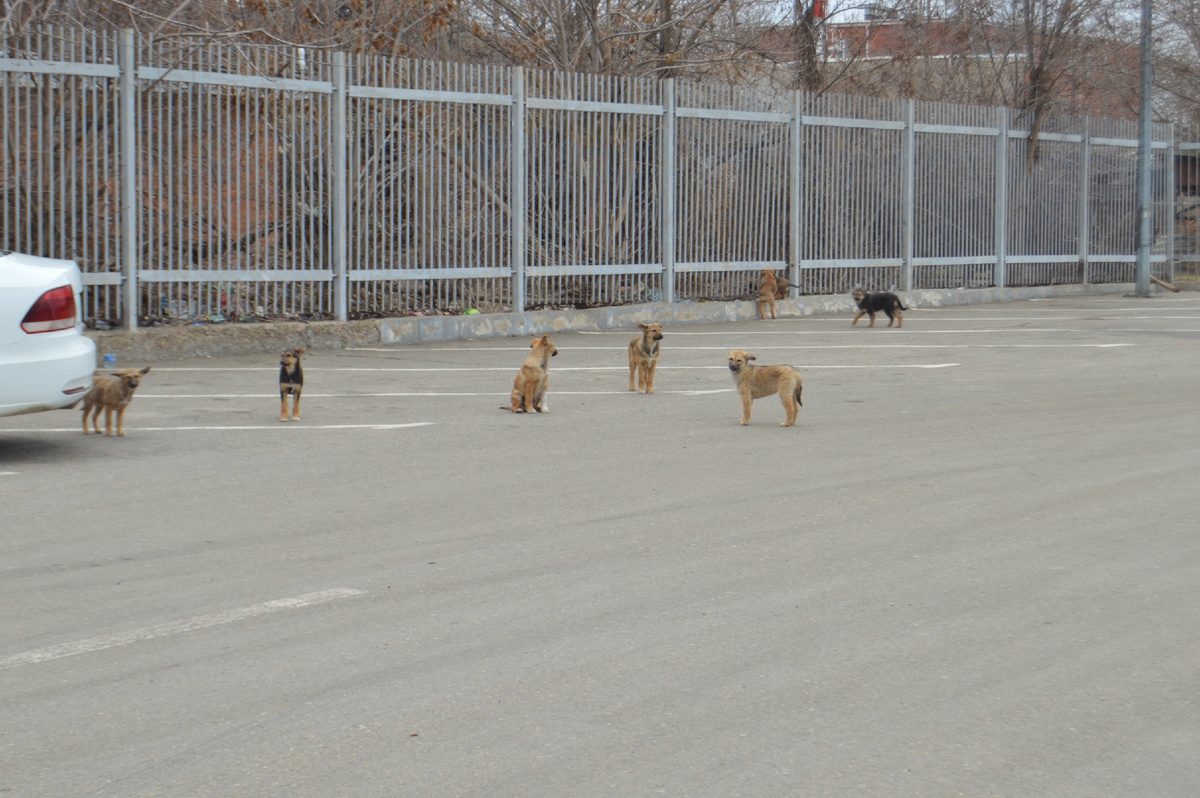 Фото автора. Март 2025. Охранники автостоянки у магазина.