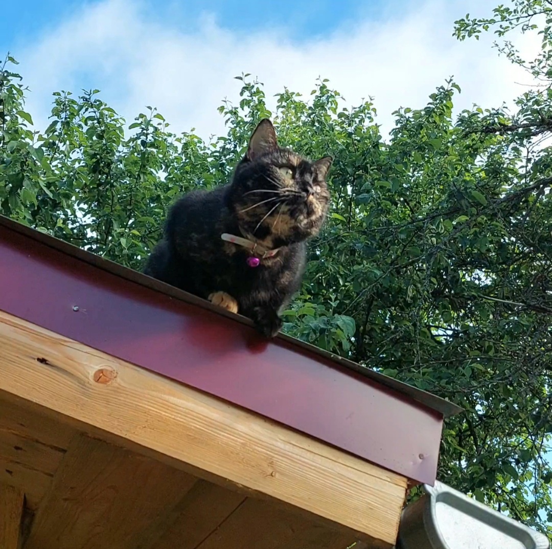 Лизок на крыше.