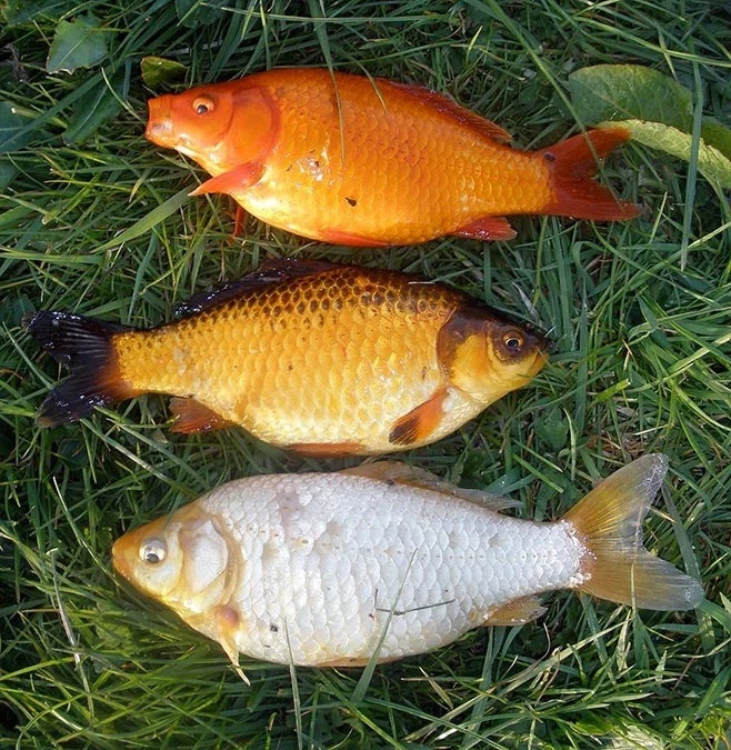 Фото взято из открытых источников.