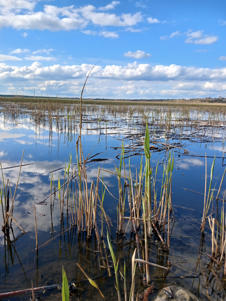 Вода с рыбой у камыша