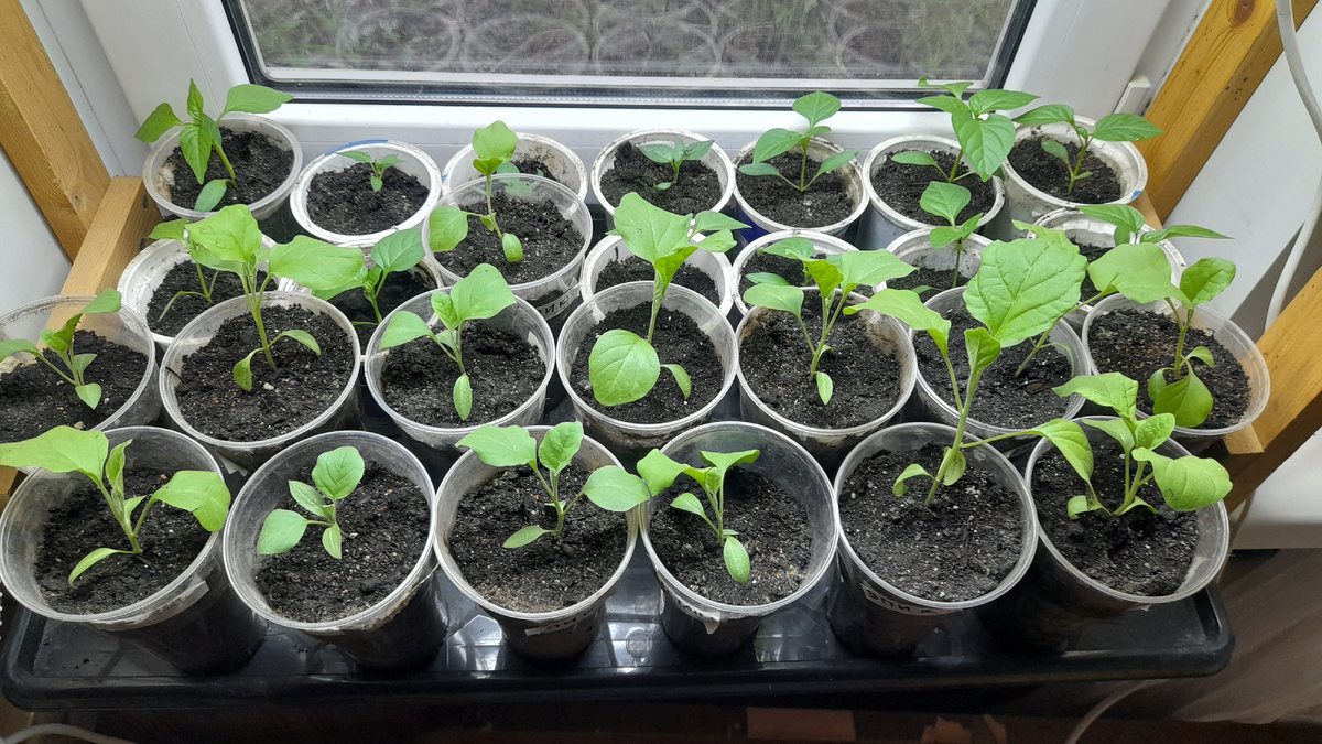 Баклажаны и перцы 13 апреля 2025