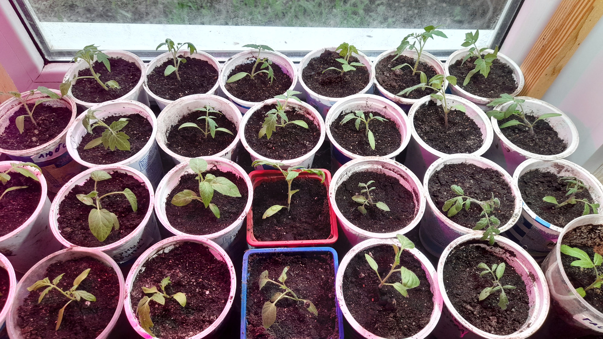 Помидоры 13 апреля 2025