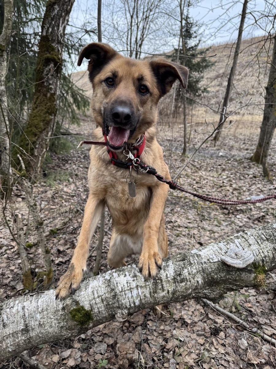 Какой же я зелёный? Я - рыжий. Имя моё так и переводится